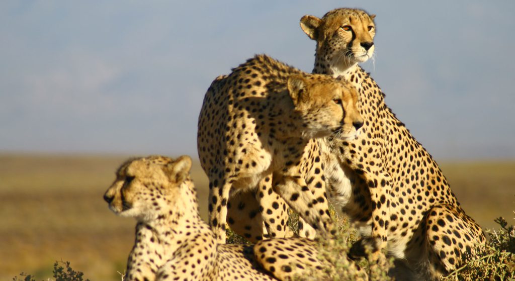 Three adult cheetah sitting atop a vantage point at ARC, Aquila's Rescue Centre.